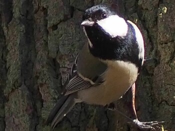 シジュウカラ 秋ヶ瀬公園(野鳥の森) 2022年2月26日(土)