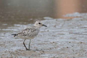 Grey Plover 岐阜県 Wed, 9/27/2017