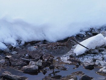 2022年2月26日(土) 湯滝の野鳥観察記録