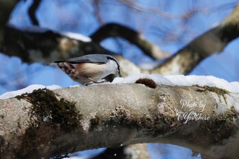 2022年2月26日(土) 金剛山の野鳥観察記録