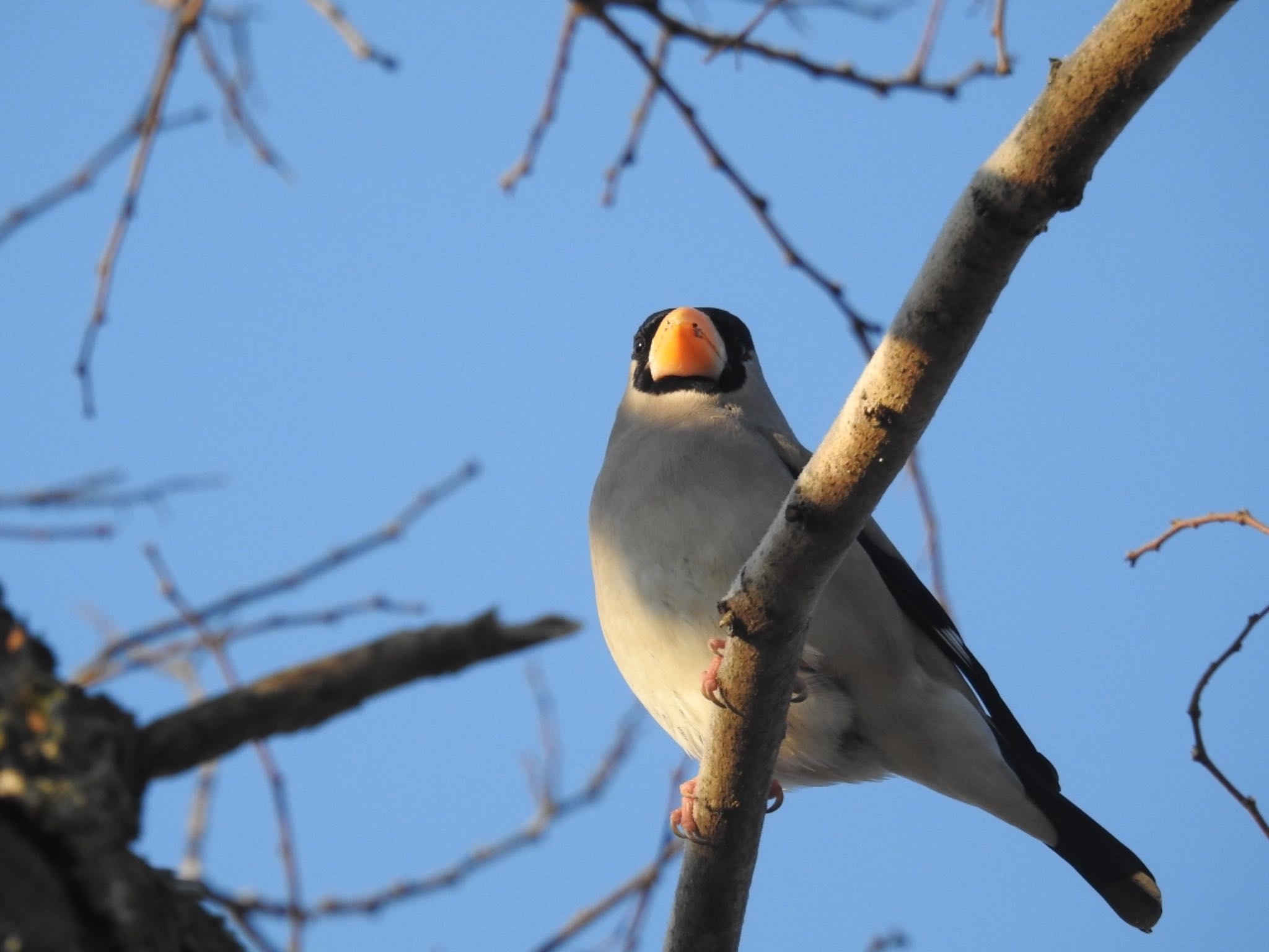 Japanese Grosbeak