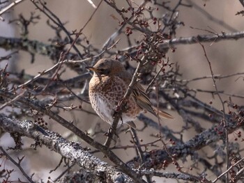 Sat, 2/26/2022 Birding report at Senjogahara Marshland