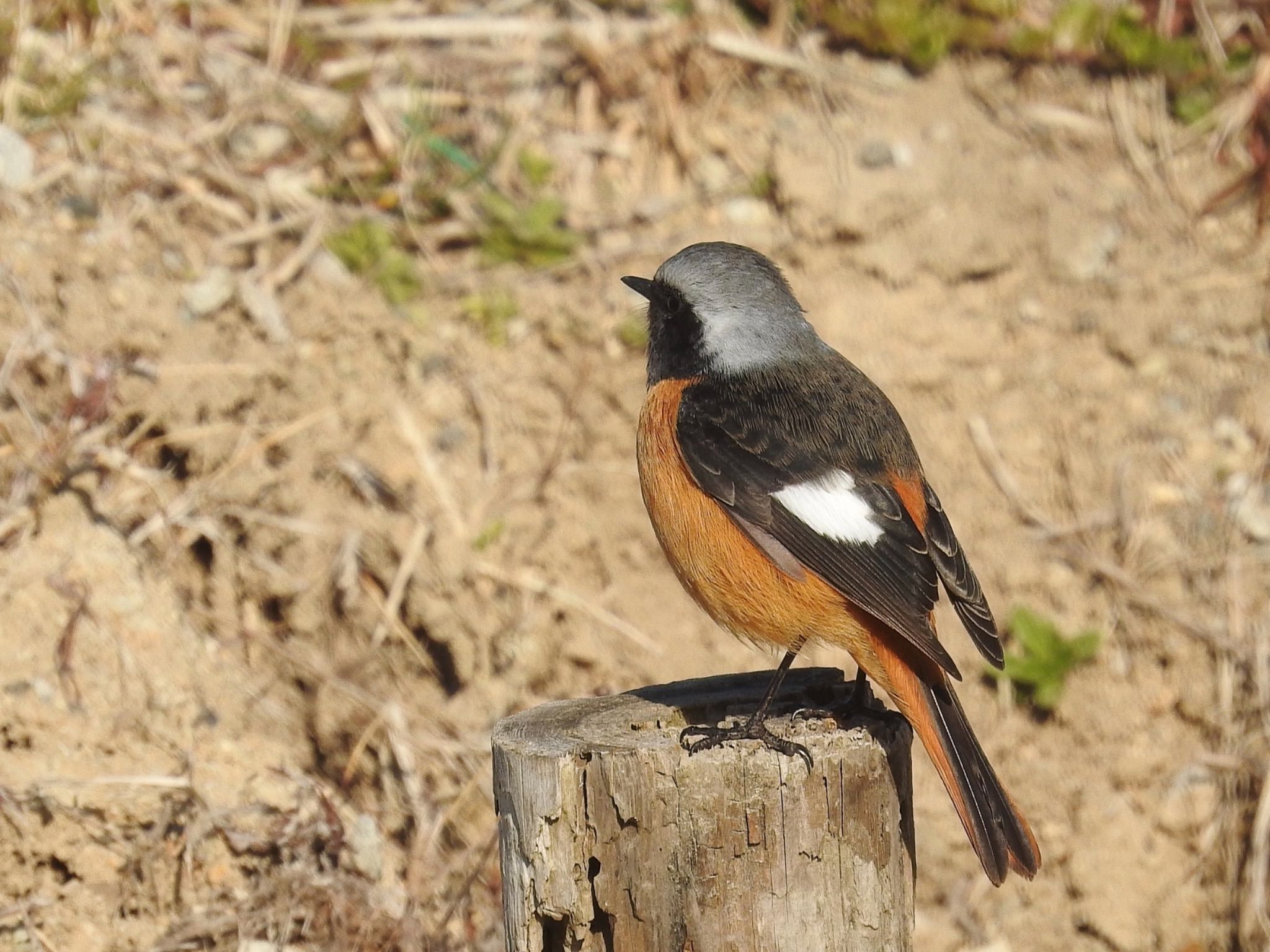 Daurian Redstart