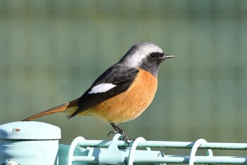 2022年2月26日(土) 愛知県豊田市逢妻女川周辺の野鳥観察記録