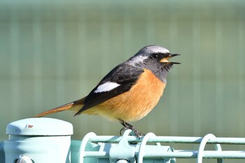 ジョウビタキ 愛知県豊田市逢妻女川周辺 2022年2月26日(土)