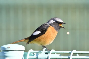 ジョウビタキ 愛知県豊田市逢妻女川周辺 2022年2月26日(土)