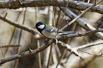 シジュウカラ くろんど園地 2022年2月26日(土)