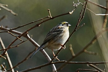 2022年2月26日(土) くろんど園地の野鳥観察記録