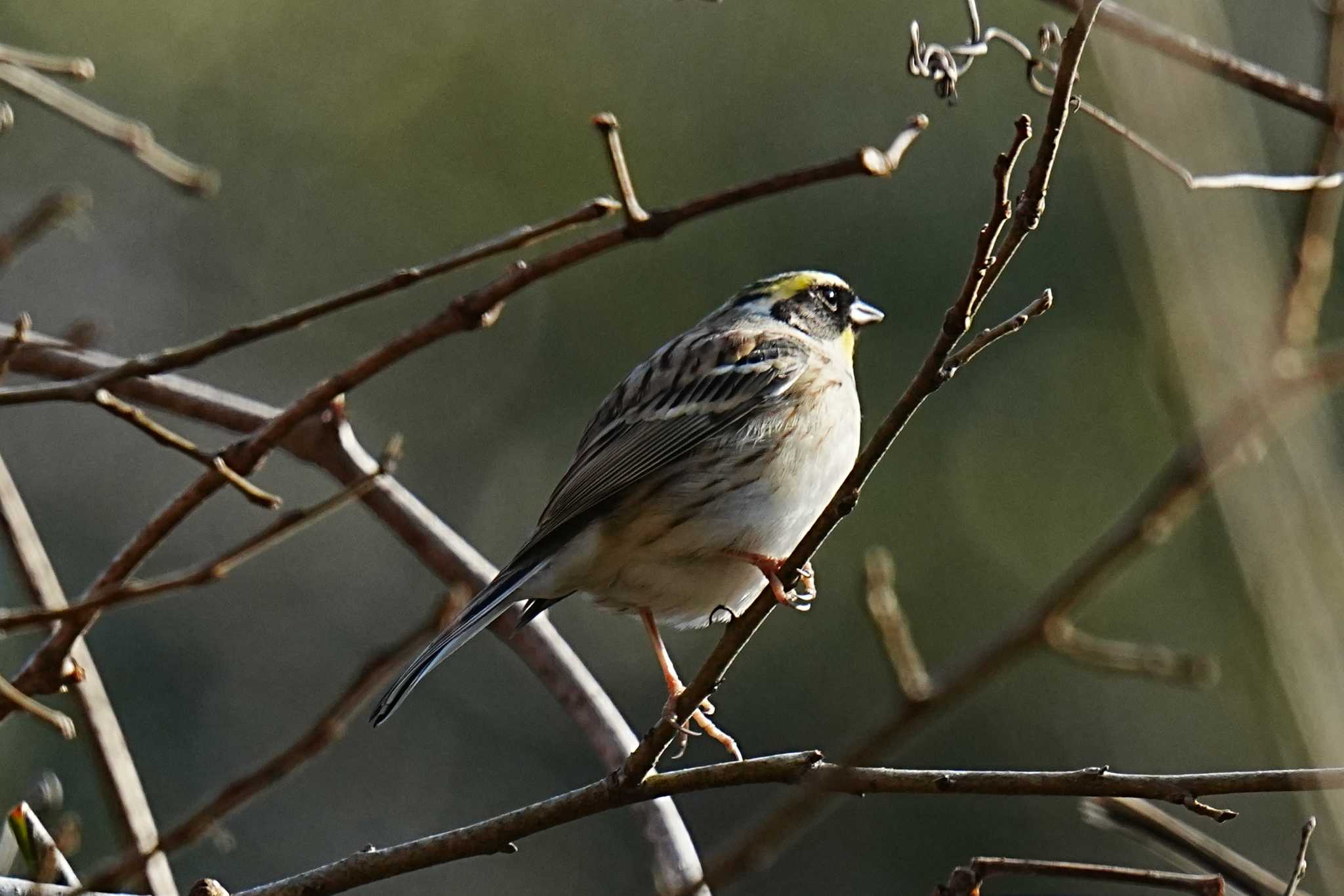 Photo of Yellow-throated Bunting at くろんど園地 by yuki@momiji