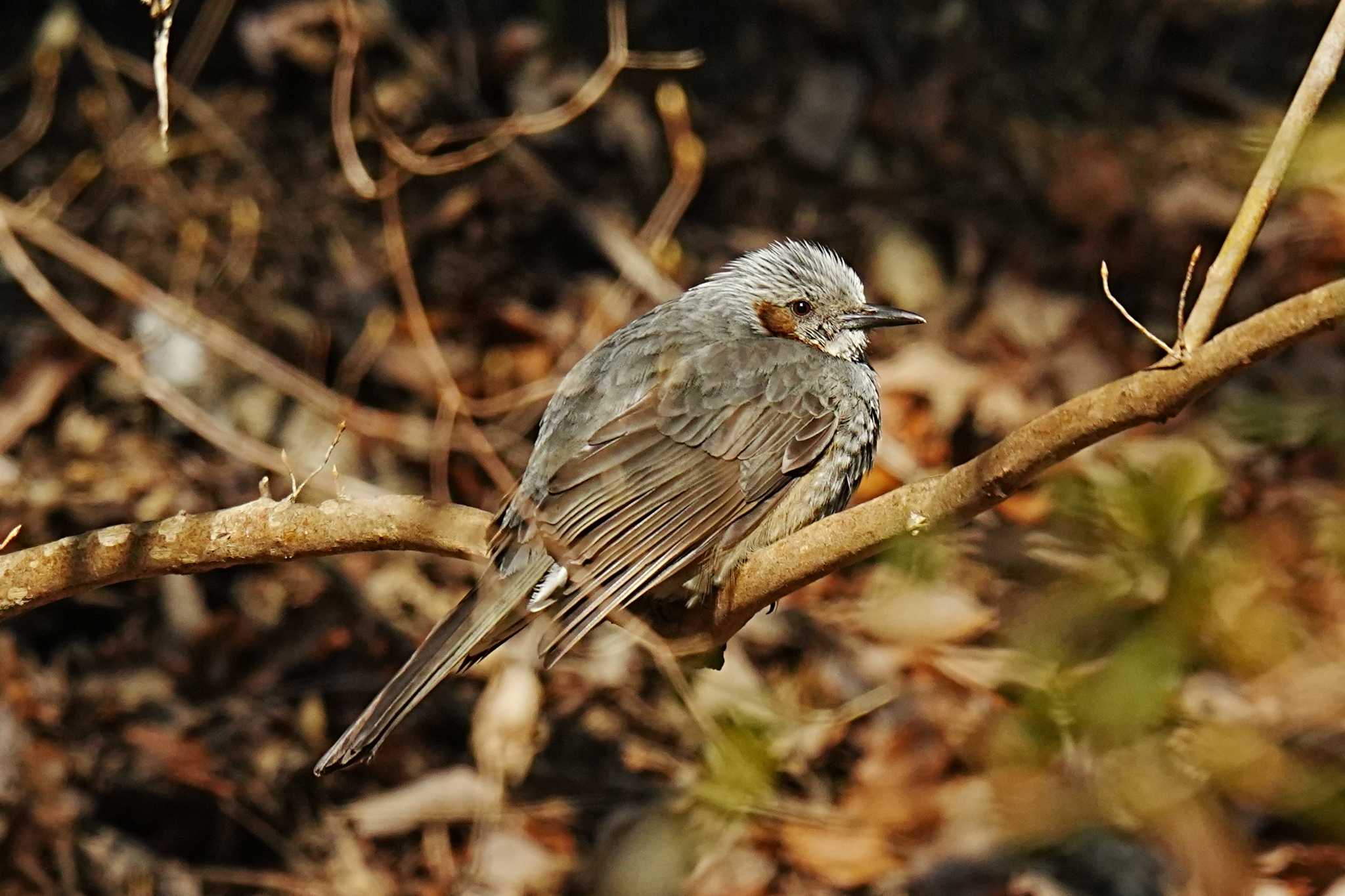 Brown-eared Bulbul