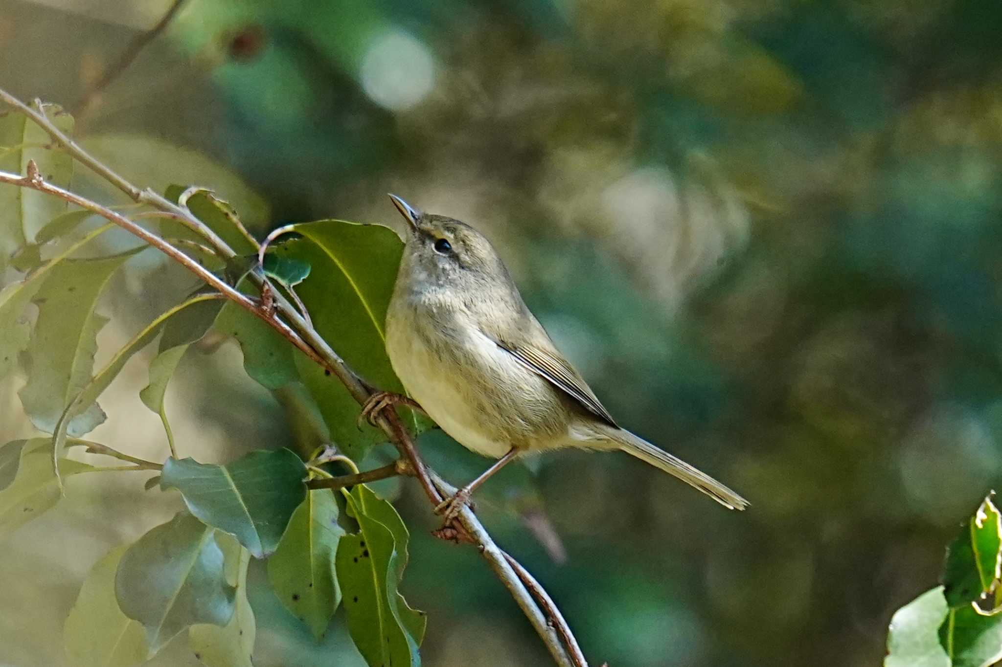 Japanese Bush Warbler