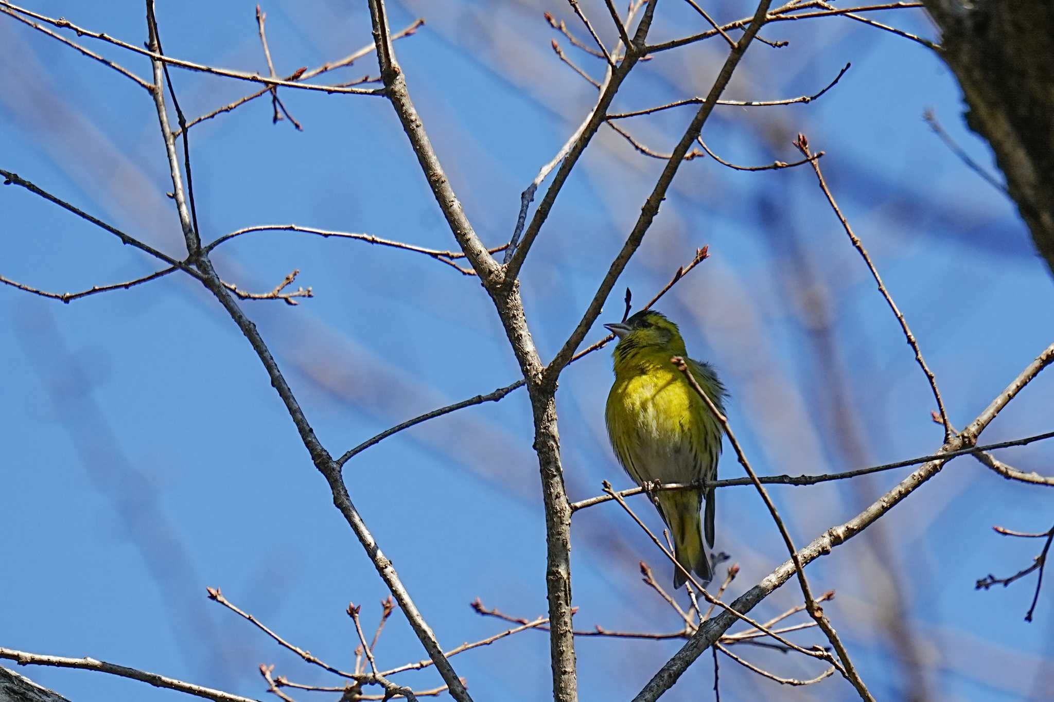 Eurasian Siskin