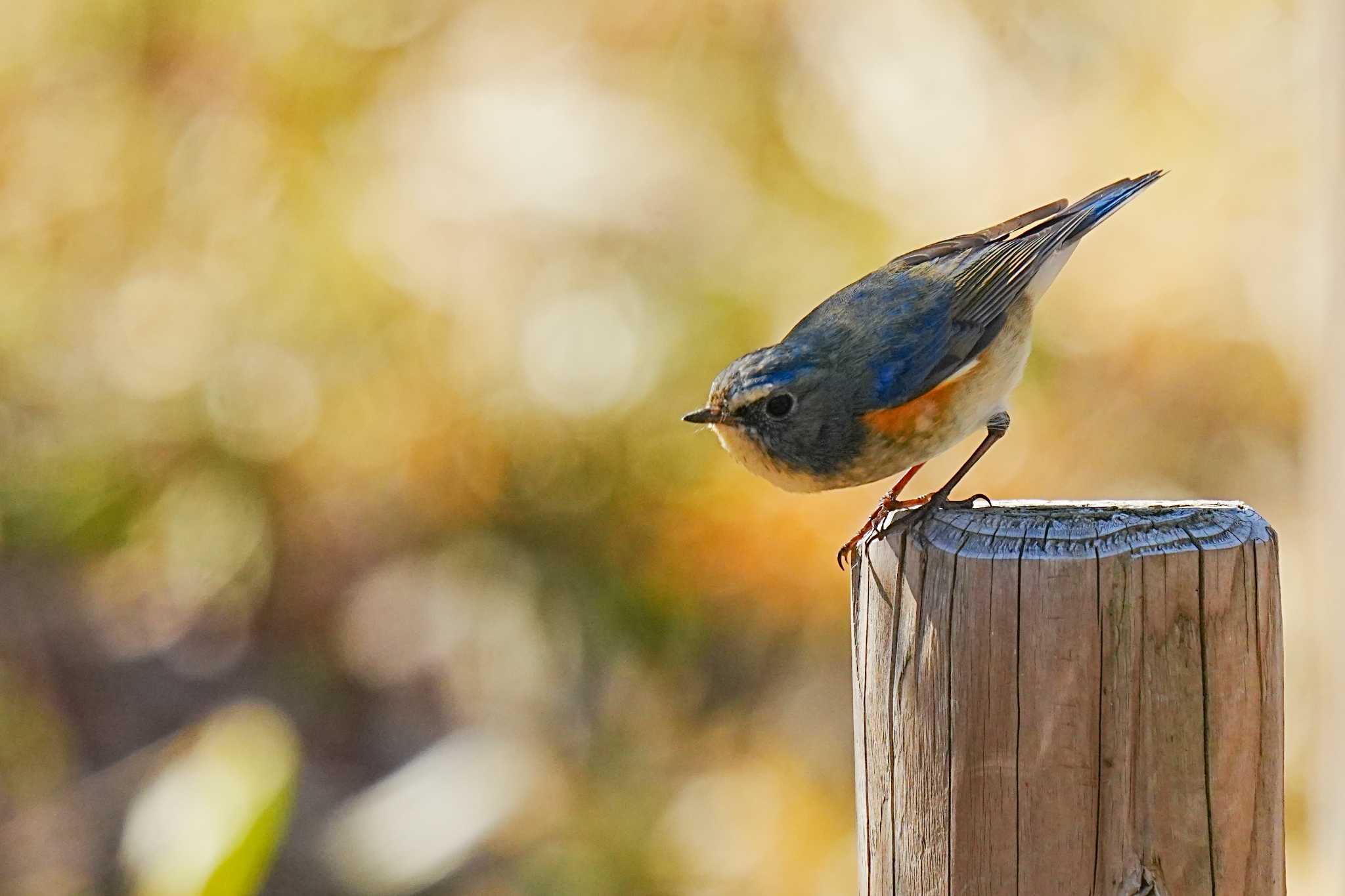 Red-flanked Bluetail