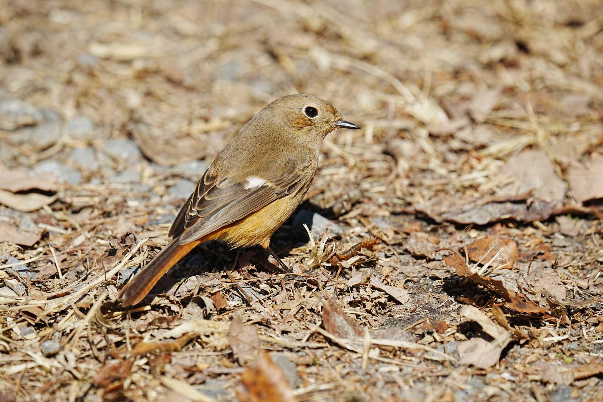 Daurian Redstart