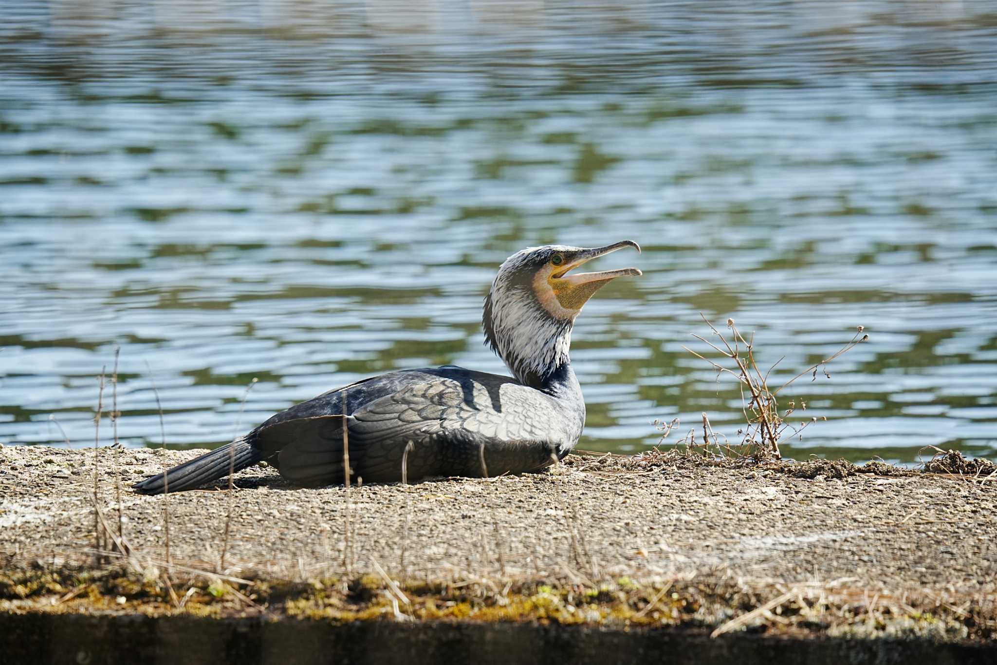 Great Cormorant