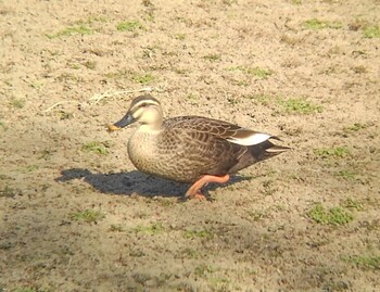 2022年2月26日(土) 伊佐沼の野鳥観察記録