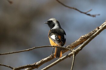 ジョウビタキ 馬見丘陵公園 2022年2月25日(金)