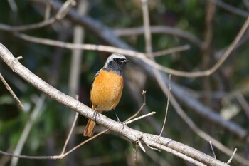 Daurian Redstart 馬見丘陵公園 Fri, 2/25/2022