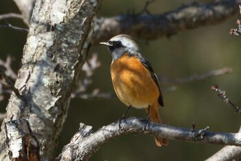 Daurian Redstart 馬見丘陵公園 Fri, 2/25/2022