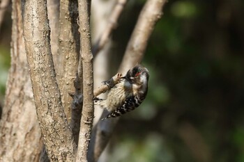 コゲラ 馬見丘陵公園 2022年2月25日(金)