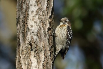 コゲラ 馬見丘陵公園 2022年2月25日(金)