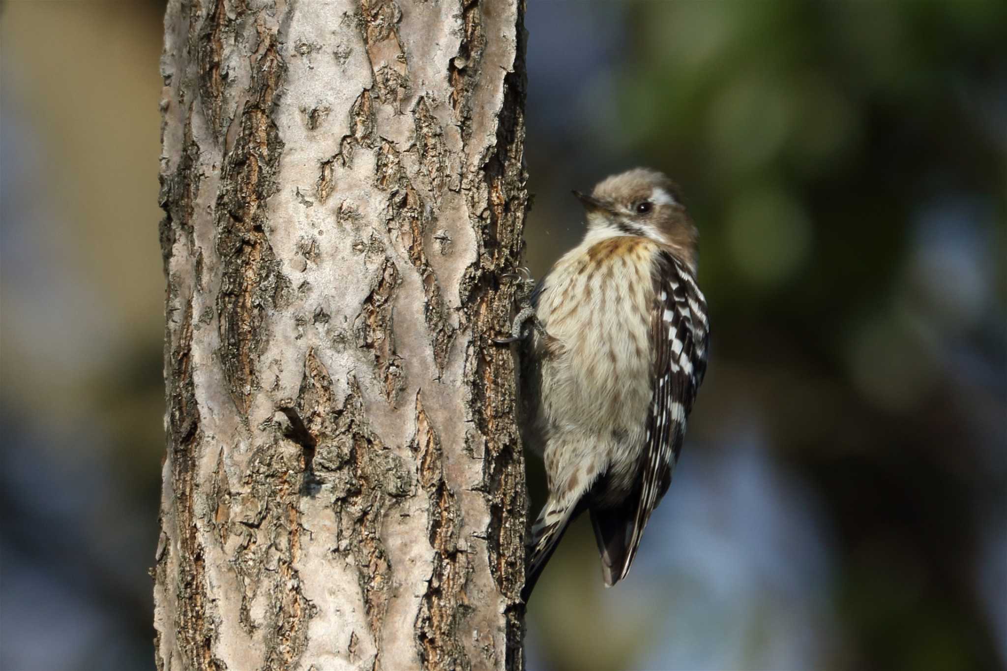 Photo of Japanese Pygmy Woodpecker at 馬見丘陵公園 by SAKURA 8743