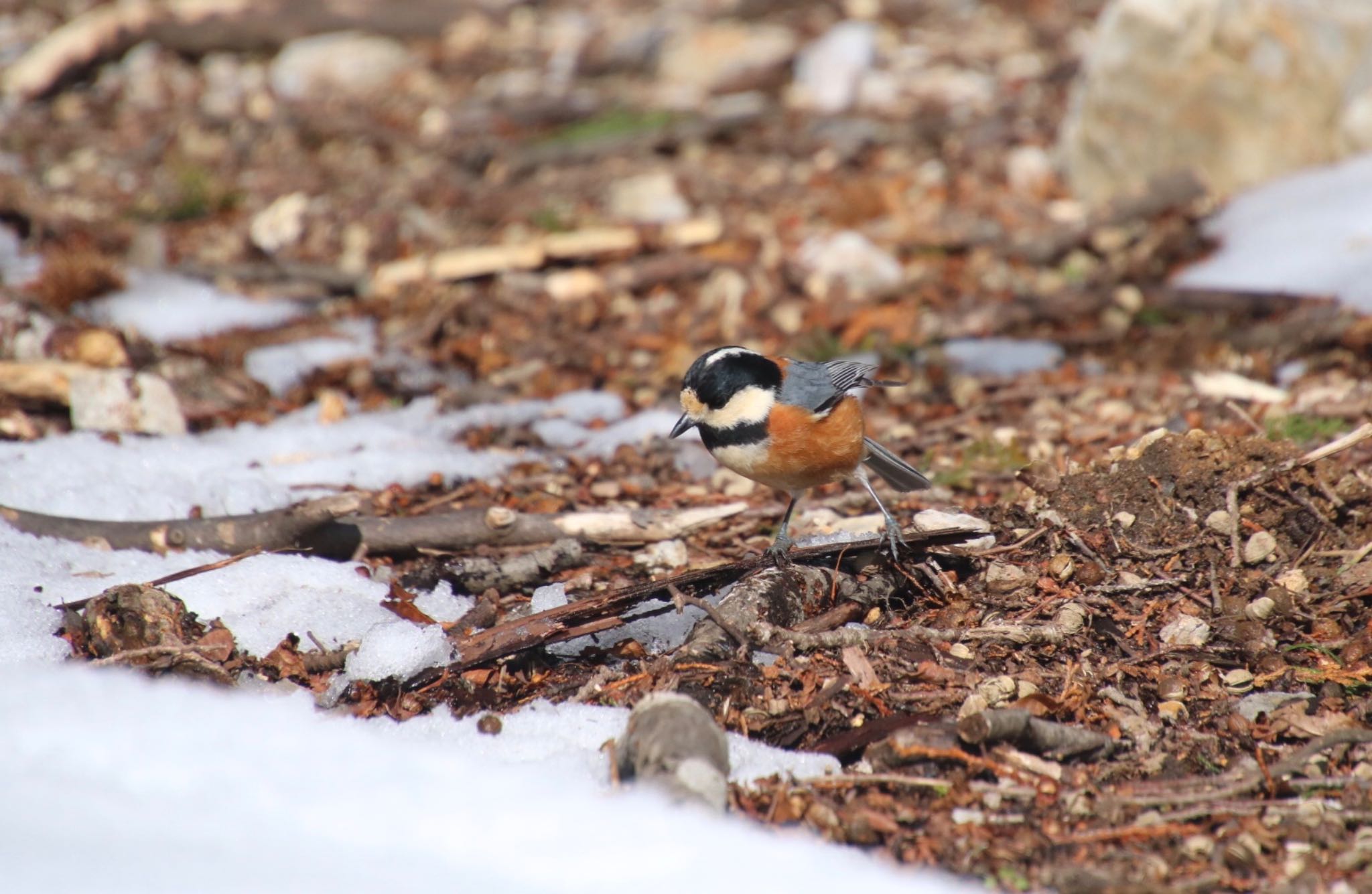 Photo of Varied Tit at 藤原岳 by Mariko N