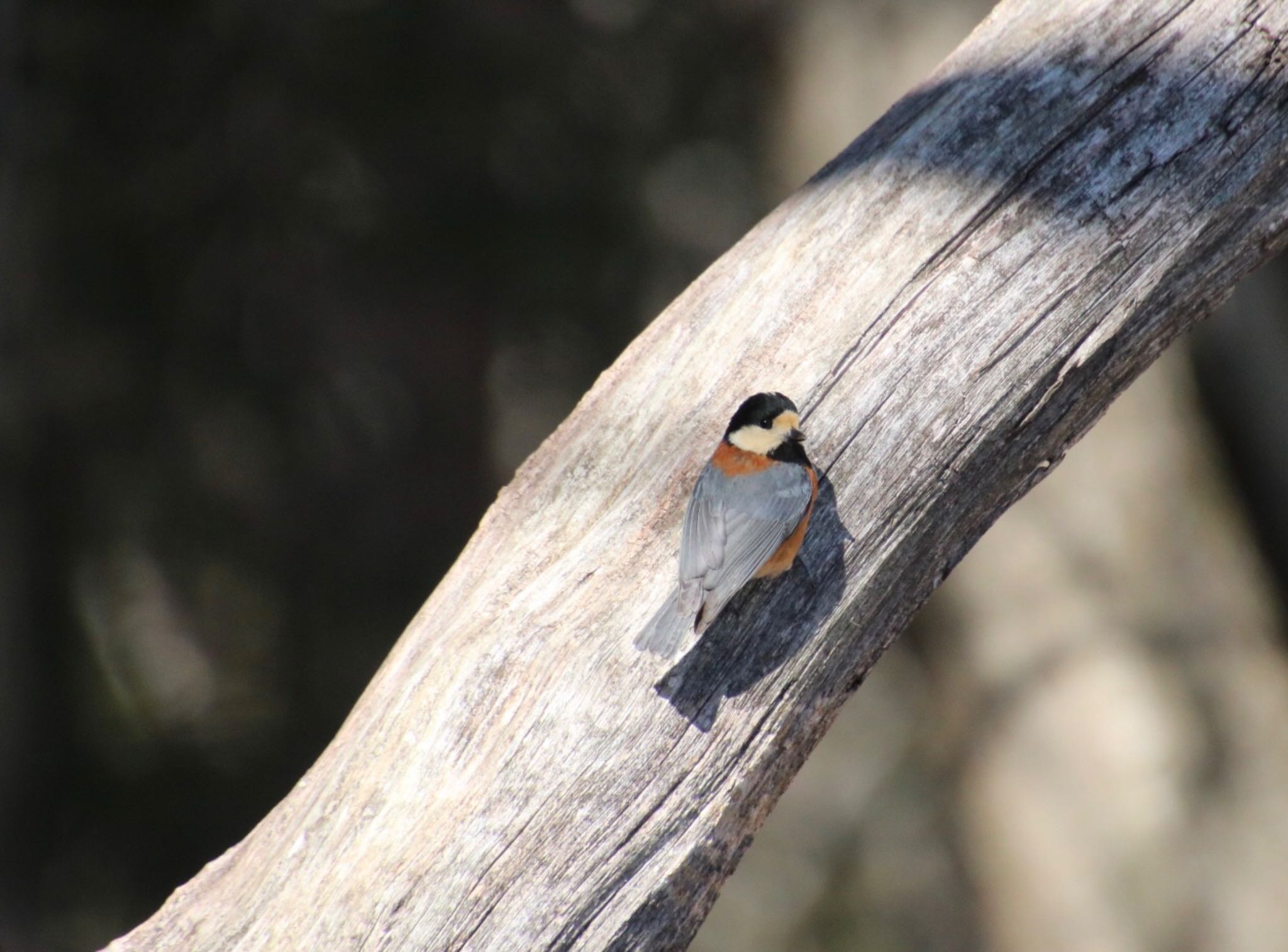 Photo of Varied Tit at 藤原岳 by Mariko N