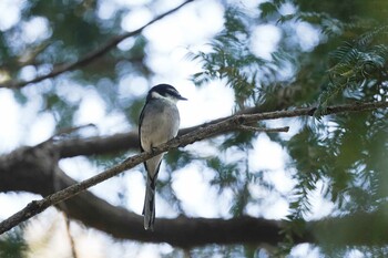 リュウキュウサンショウクイ 片倉城跡公園 2022年2月26日(土)