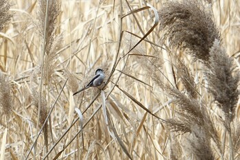 Long-tailed Tit 那珂川町南畑公園周辺 Sat, 2/26/2022