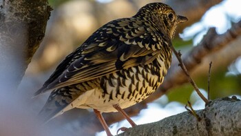 White's Thrush 草津市 Sat, 2/26/2022