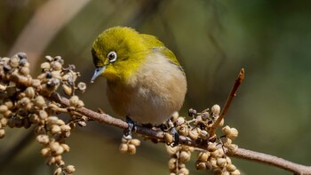 Warbling White-eye 栗東市 Sat, 2/26/2022