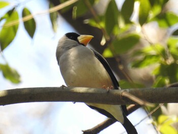 2022年2月26日(土) 座間谷戸山公園の野鳥観察記録