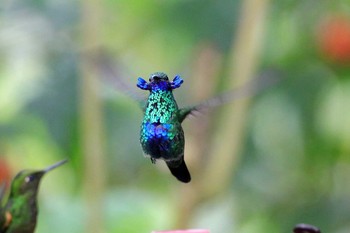 Sparkling Violetear Mindo(Ecuador) Fri, 9/15/2017