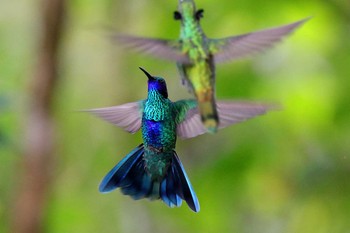 Sparkling Violetear Mindo(Ecuador) Fri, 9/15/2017