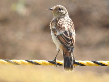 Amur Stonechat Unknown Spots Unknown Date