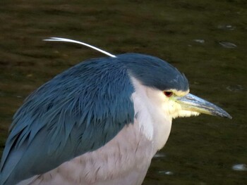 2022年2月26日(土) 山崎川中流域の野鳥観察記録