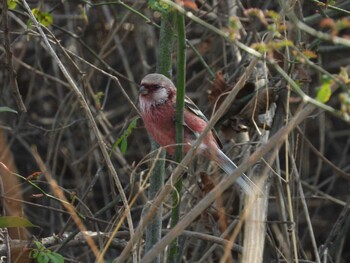 2022年2月26日(土) ふれあい松戸川の野鳥観察記録