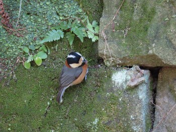 2022年2月26日(土) 円覚寺（神奈川県鎌倉市）の野鳥観察記録