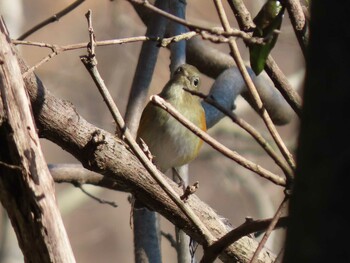 2022年2月26日(土) 神奈川県鎌倉市の野鳥観察記録