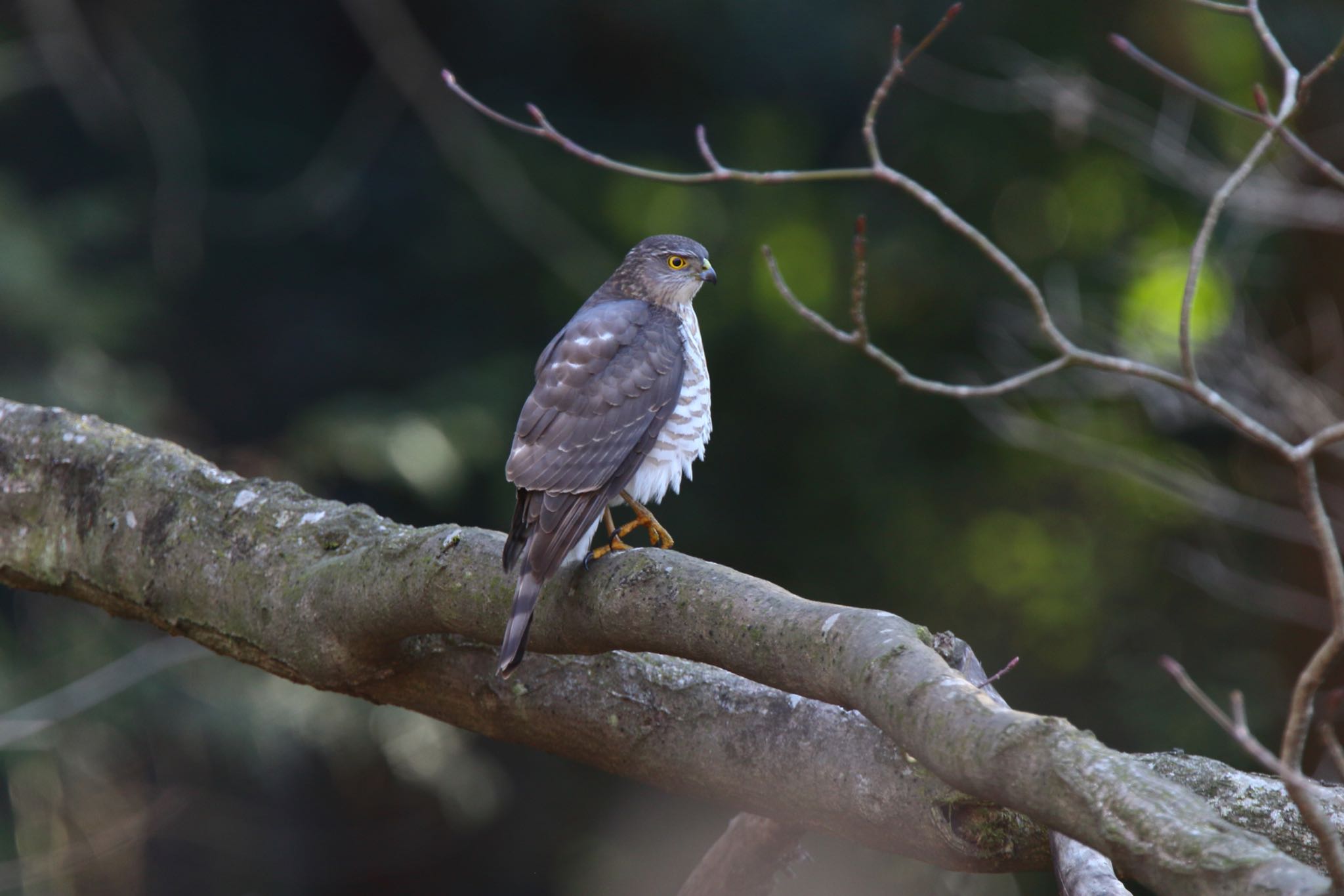 Photo of Japanese Sparrowhawk at Kodomo Shizen Park by こぐまごろう