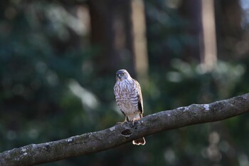 Japanese Sparrowhawk Kodomo Shizen Park Sat, 2/26/2022