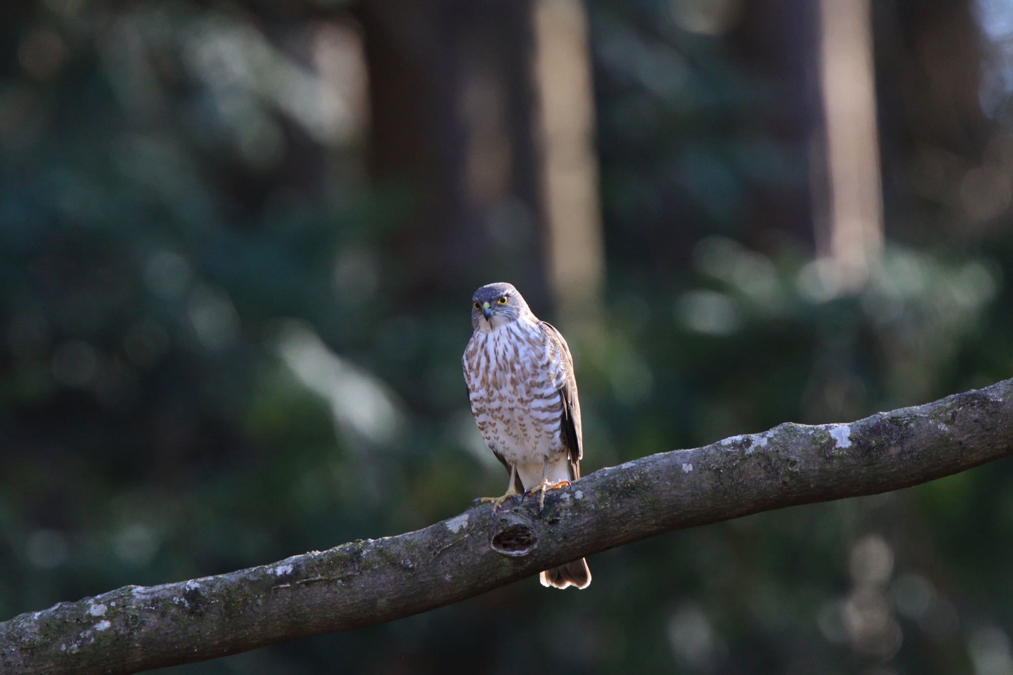 Photo of Japanese Sparrowhawk at Kodomo Shizen Park by こぐまごろう