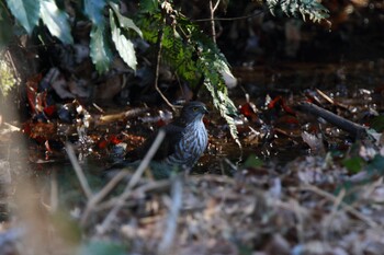 Japanese Sparrowhawk Kodomo Shizen Park Sat, 2/26/2022