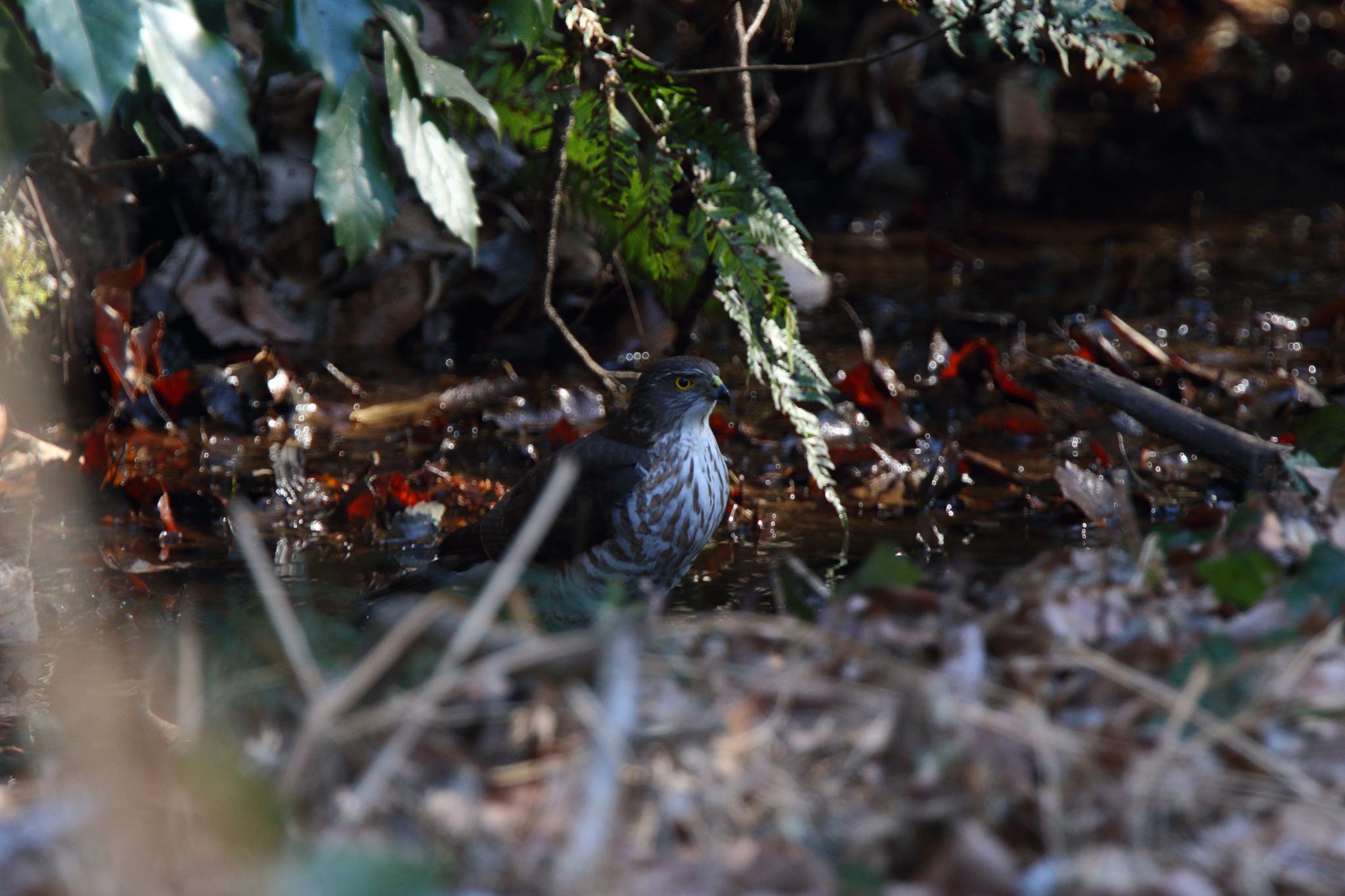 Japanese Sparrowhawk