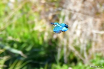 Common Kingfisher 近所の河川 Fri, 2/11/2022