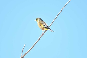 Grey-capped Greenfinch Yamanakako Lake Wed, 2/23/2022