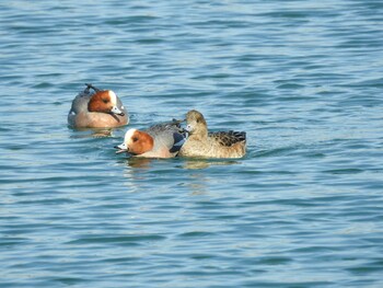 2022年2月26日(土) 松阪市の野鳥観察記録