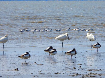 2022年2月20日(日) 大授搦(東与賀干潟)の野鳥観察記録