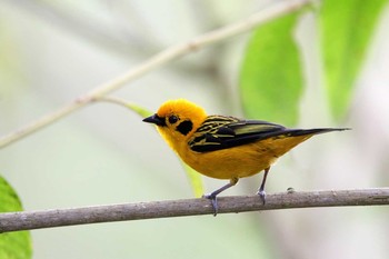 Golden Tanager Mindo(Ecuador) Fri, 9/15/2017